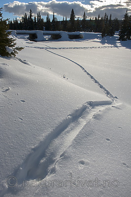 BB 13 0564 / Lutra lutra / Oter